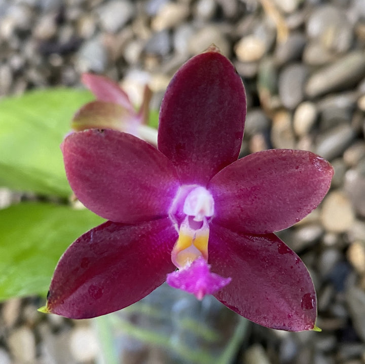 Orhidee Phalaenopsis Tying Shin Fly Eagle × violacea var. indigo blue