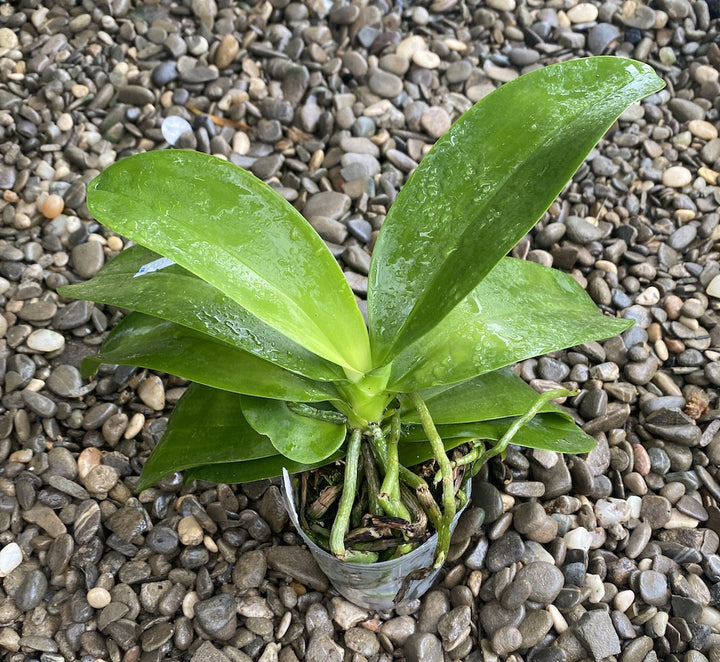 Phalaenopsis Brother Timothy 'SYK'