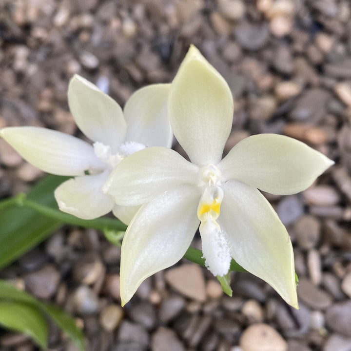 Phalaenopsis tetraspis 'Green'