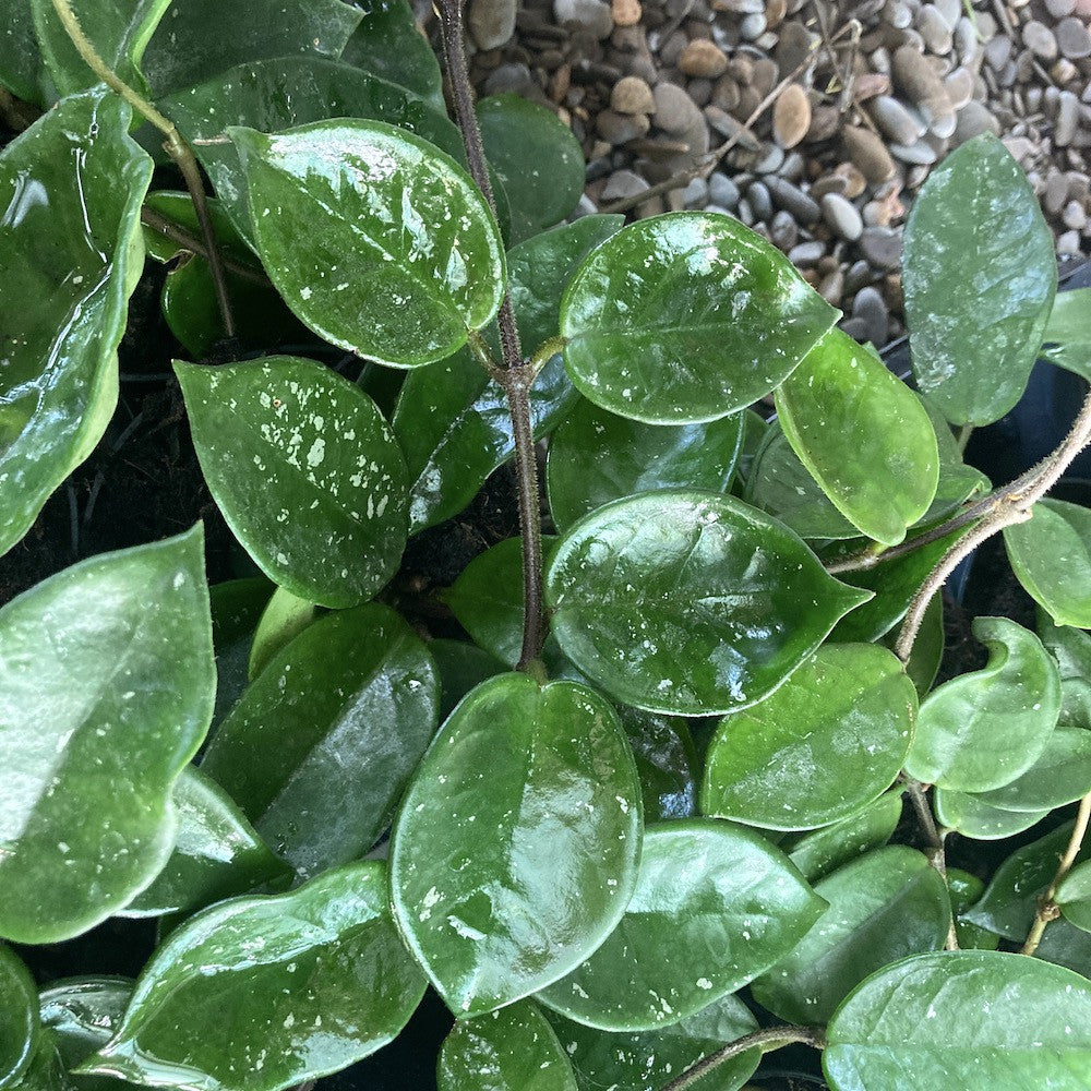 Hoya carnosa 'Snowball'
