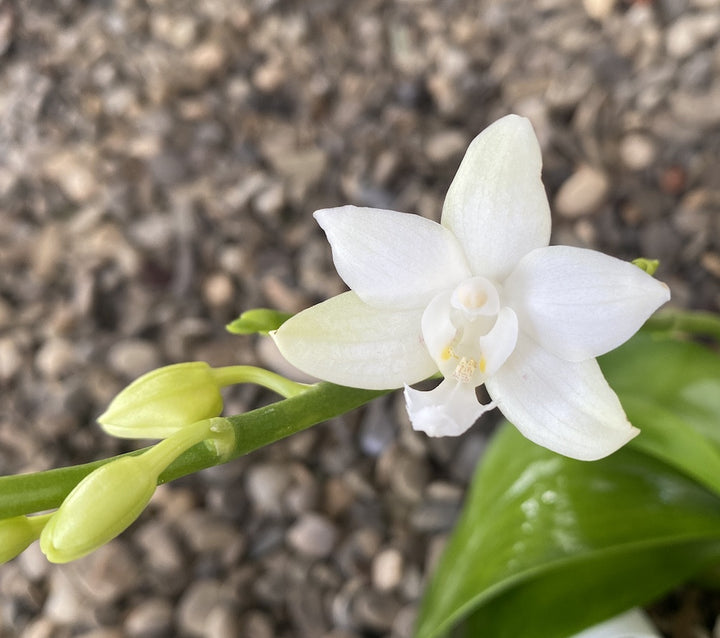 Phalaenopsis Brother Timothy 'SYK'