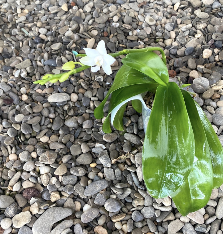 Phalaenopsis Brother Timothy 'SYK'