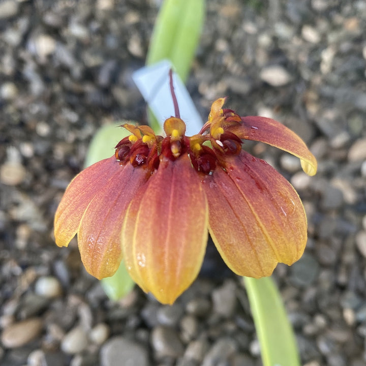 Bulbophyllum masterianum