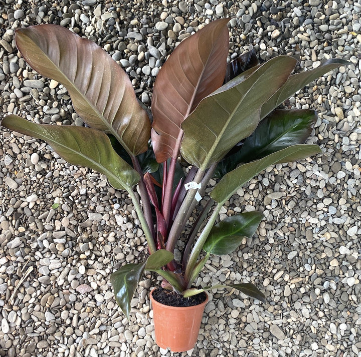 Philodendron Imperial Red XL H70 cm