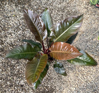 Philodendron Imperial Red XL H70 cm