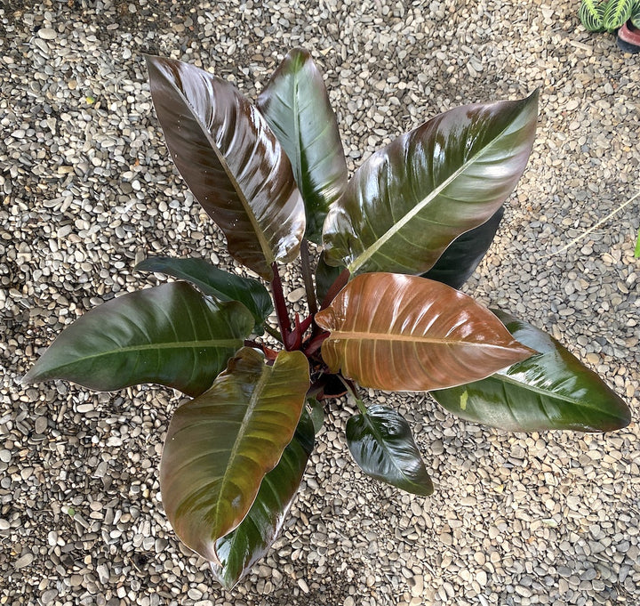 Philodendron Imperial Red XL H70 cm