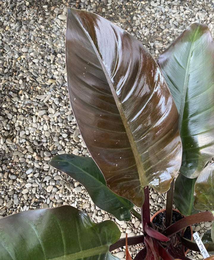 Philodendron Imperial Red XL H70 cm