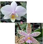 Phalaenopsis Pinlong Cheris × hieroglyphica