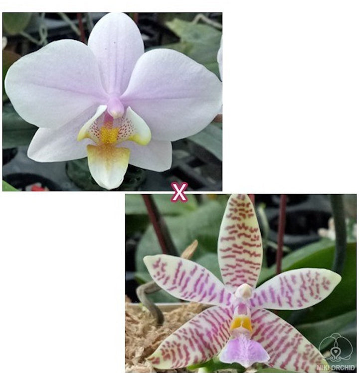 Phalaenopsis Pinlong Cheris × hieroglyphica