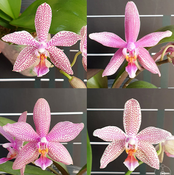 Phalaenopsis Pinlong Cheris × hieroglyphica