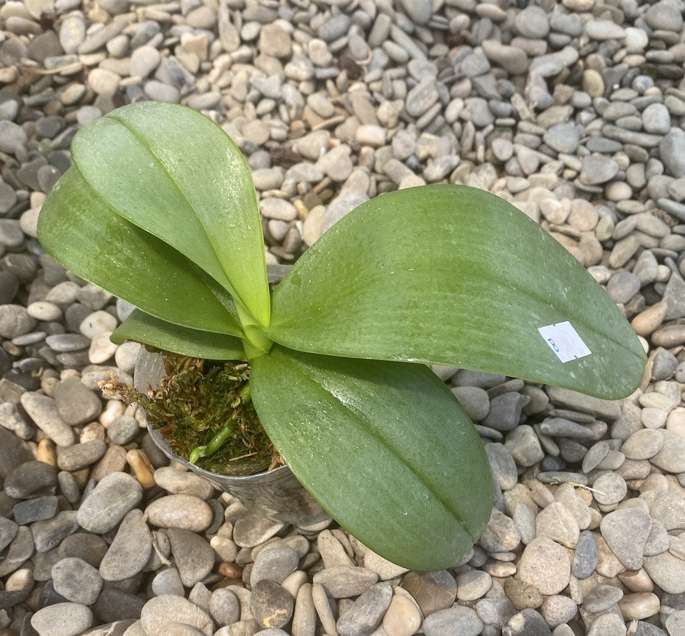 Phalaenopsis Pinlong Cheris × Almanis