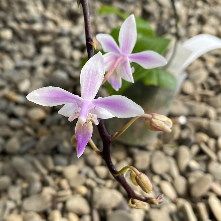 Phalaenopsis equestris