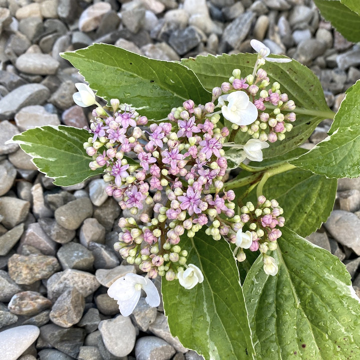 Hydrangea macrophylla Light-o-day ('Bailday') - hortensie variegata