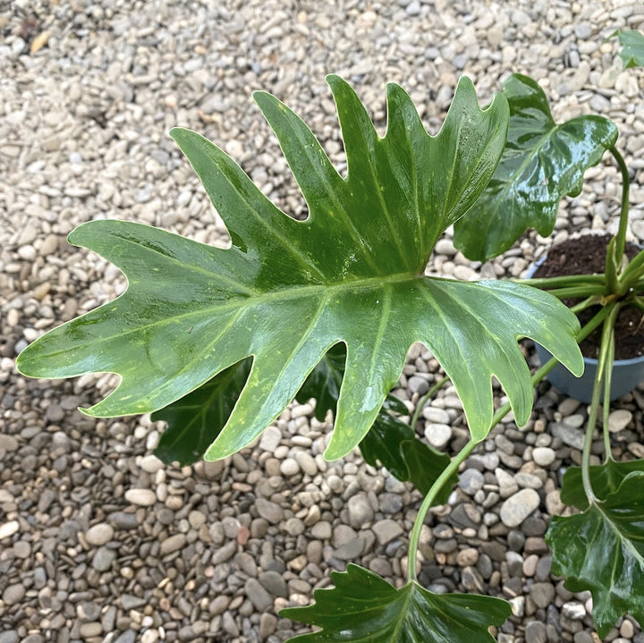 Philodendron Xanadu