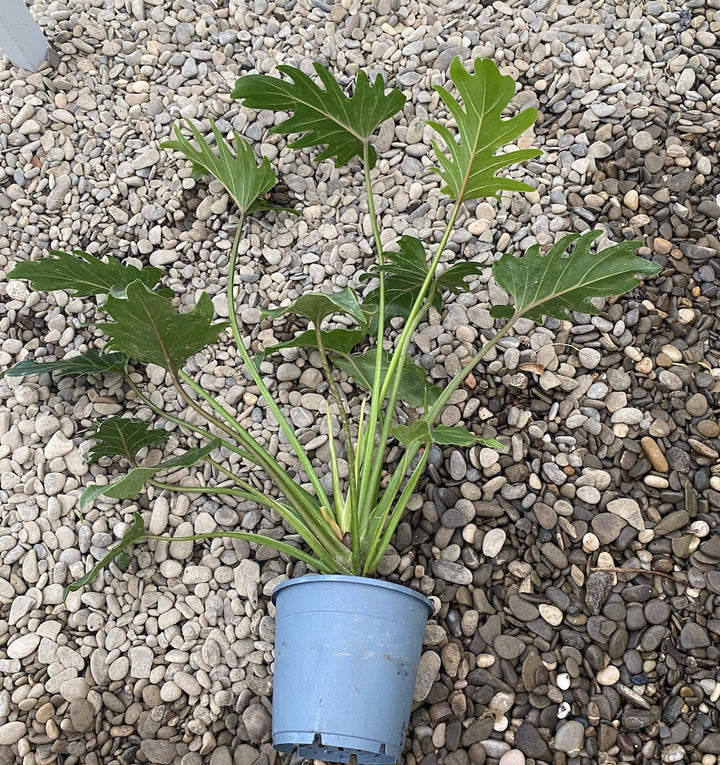 Philodendron Xanadu