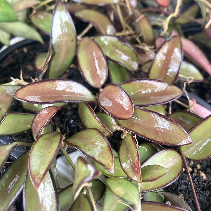 Hoya 'Rosita' (H. Wayetii x H. Tsangi) - flori parfumate