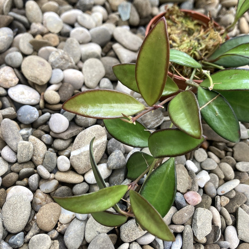 Hoya 'Rosita' (H. Wayetii x H. Tsangi) - flori parfumate