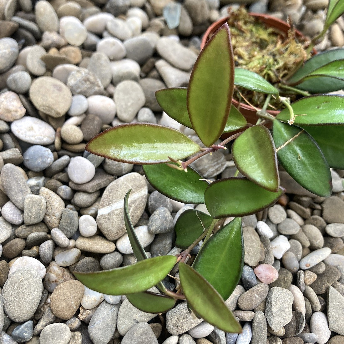 Hoya 'Rosita' (H. Wayetii x H. Tsangi) - flori parfumate