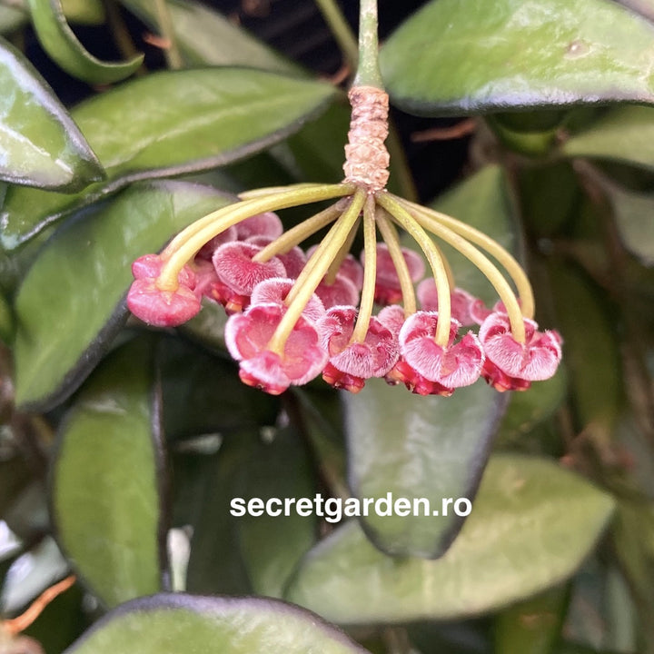 Hoya 'Rosita' (H. Wayetii x H. Tsangi) - flori parfumate