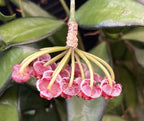 Hoya rosita
