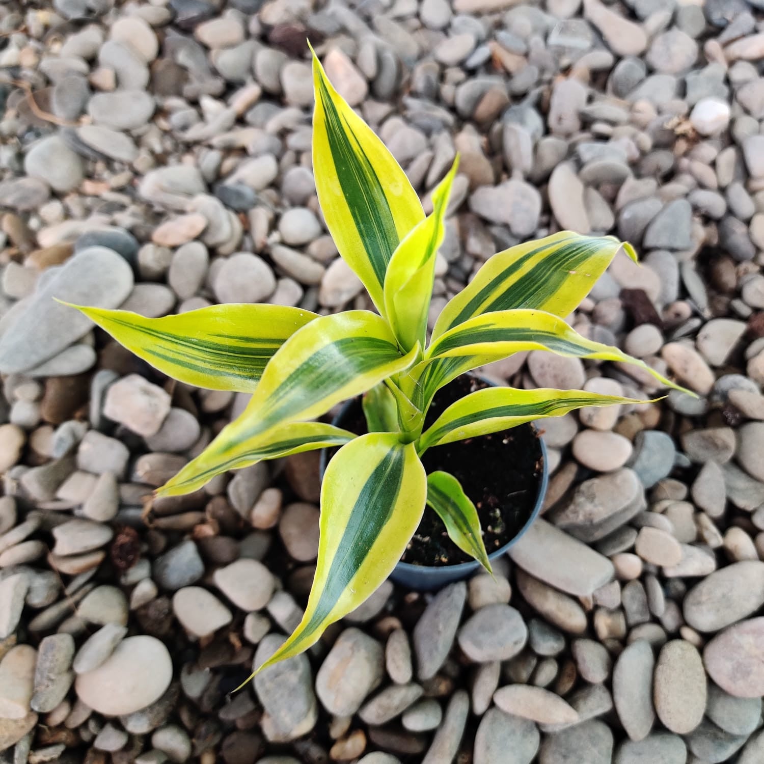 Dracaena Sanderiana Gold (jeune plante) – Secret Garden Plant Shop