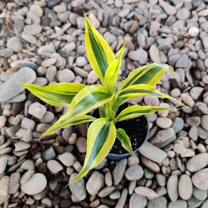 Dracaena Sanderiana Gold (babyplant)