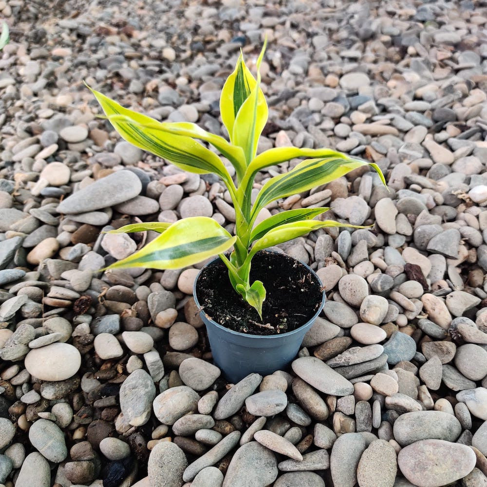 dracaena sanderiana en tierra Dracaena Sanderiana Gold (planta bebé) – Secret Garden Plant Shop