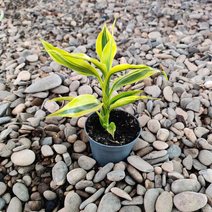 Dracaena Sanderiana Gold (babyplant)