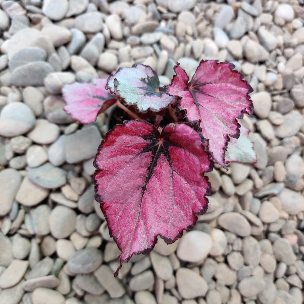 Begonia Rex Red Heart