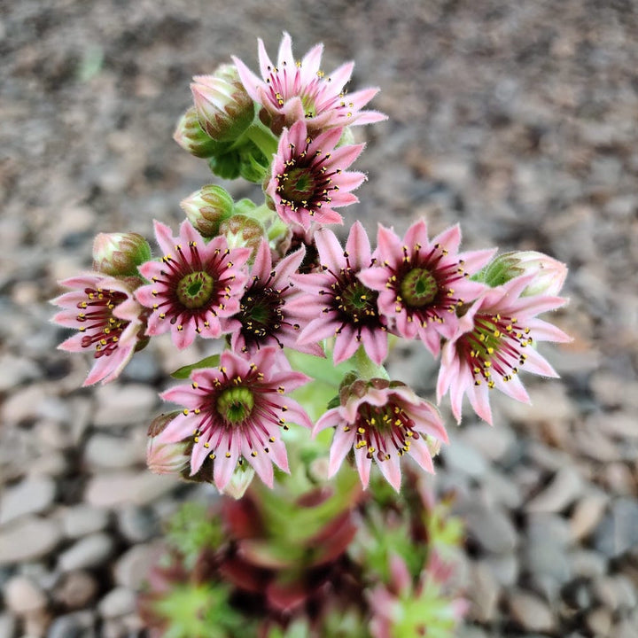 Sempervivum cu flori - planta urechelnita