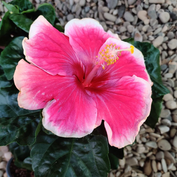 HIbiscus Tahiti - Trandafir japonez