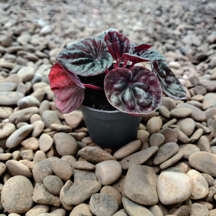 Peperomia apricot (babyplant)