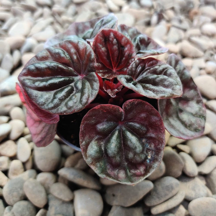 Peperomia apricot (babyplant)