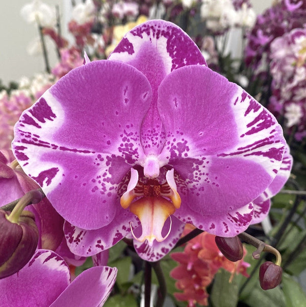 Phalaenopsis Singolo Victoria - die XXL-Blume