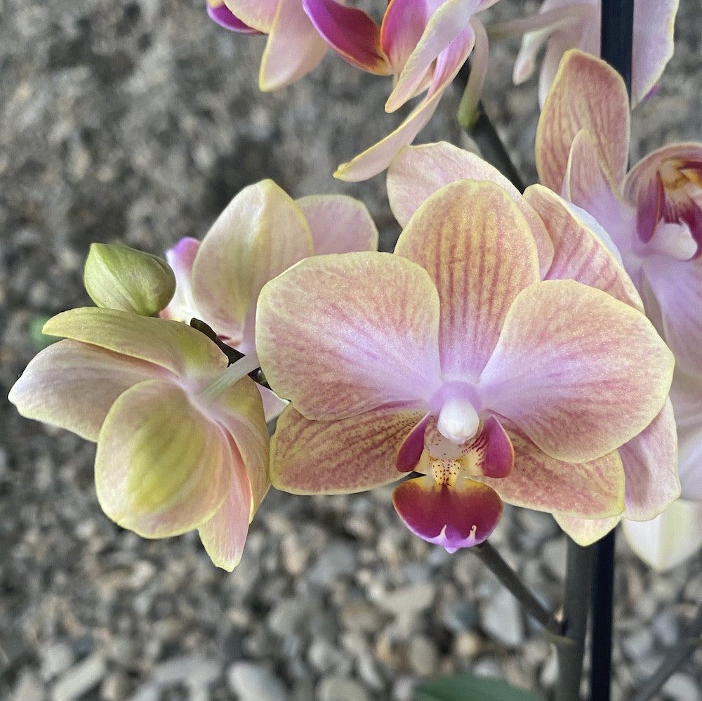 Phalaenopsis Jena multiflora