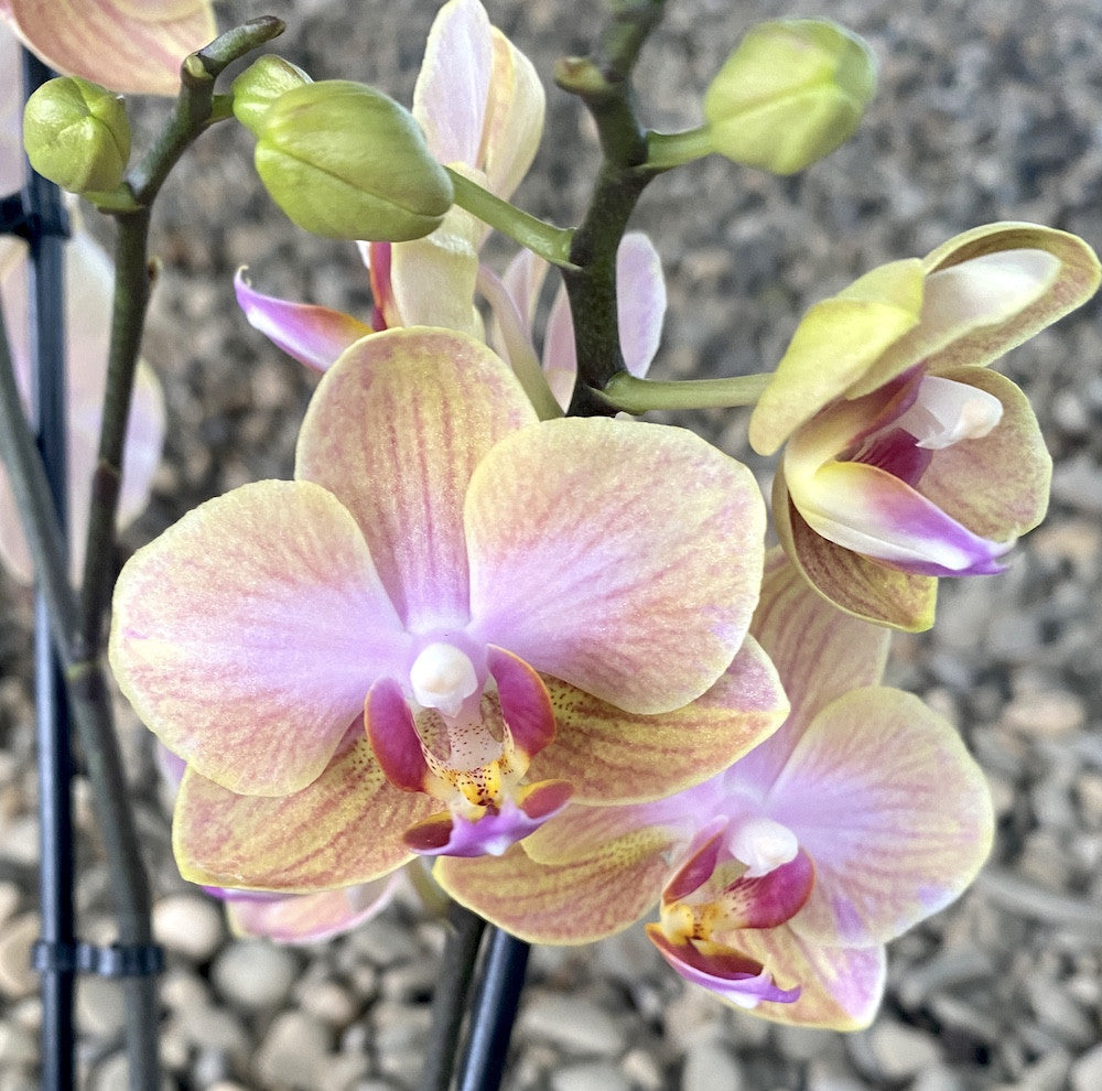 Phalaenopsis Jena multiflora