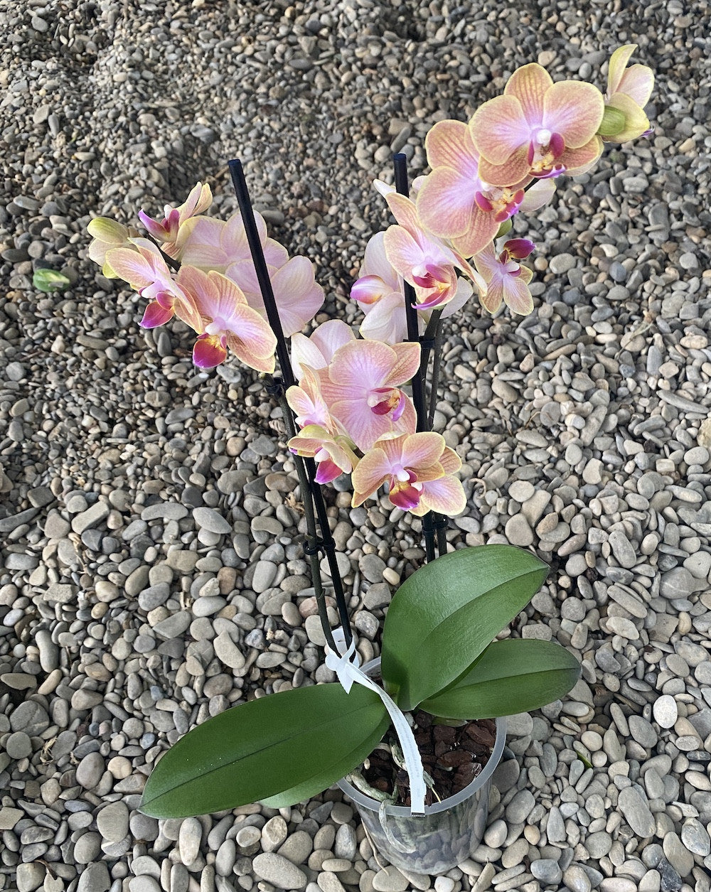 Phalaenopsis Jena multiflora