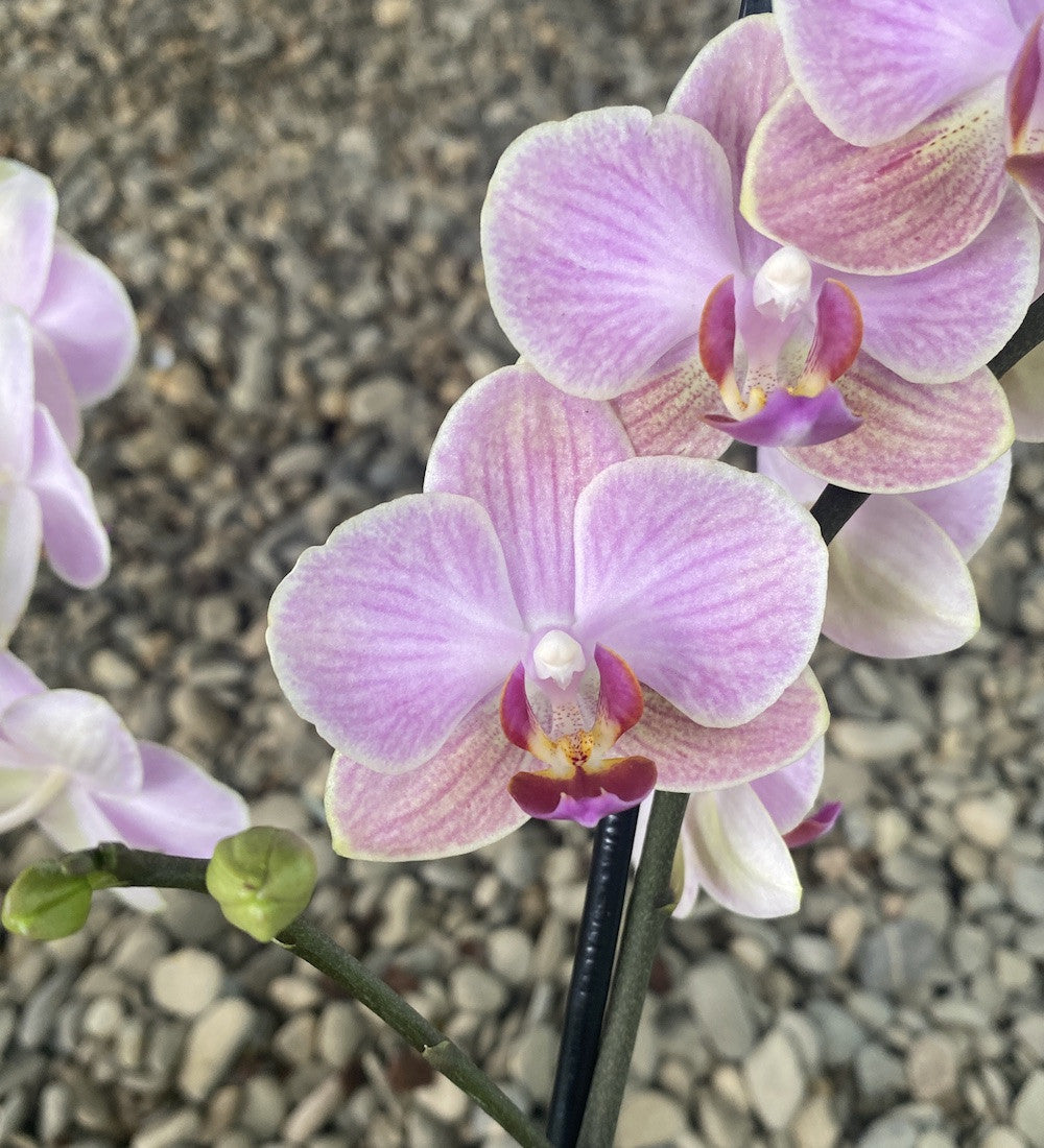 Phalaenopsis Jena multiflora