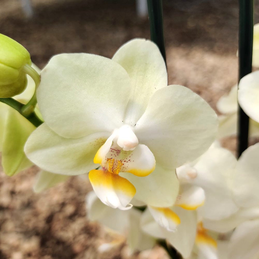 Cumpara orhidee Phalaenopsis multiflora cu flori verzi, cel mai bun pret online!