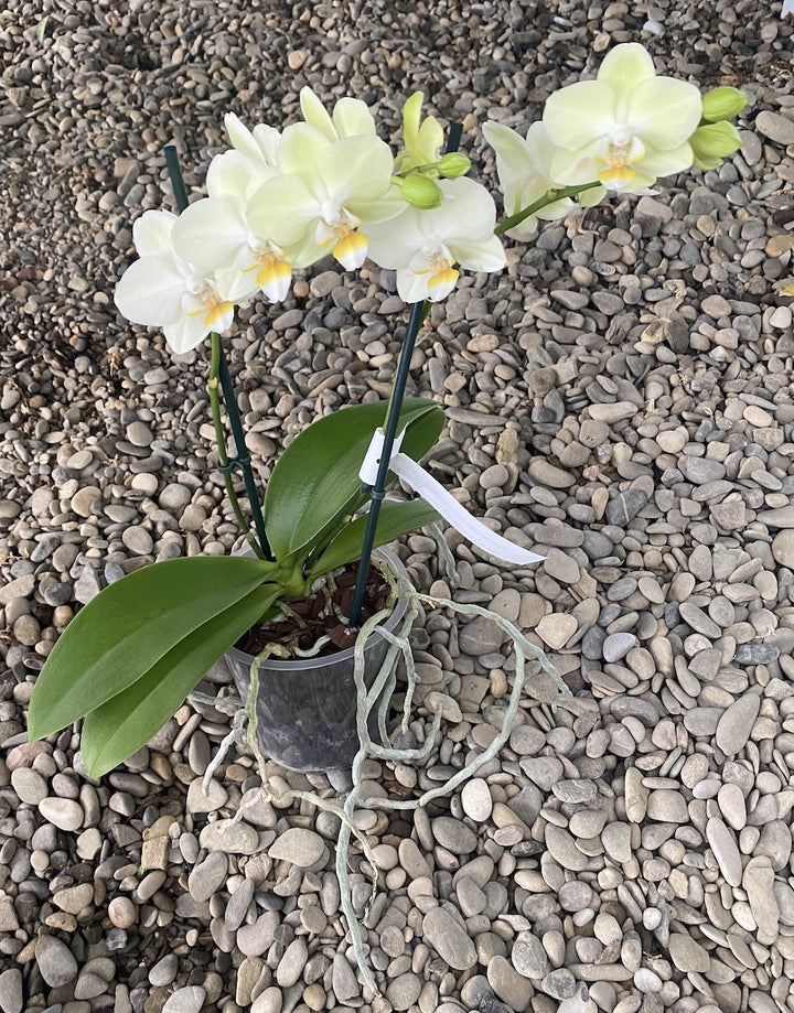 Cumpara orhidee Phalaenopsis multiflora cu flori verzi, cel mai bun pret online!