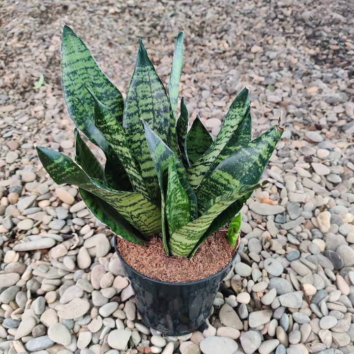 Sansevieria Futura Robusta - limba soacrei