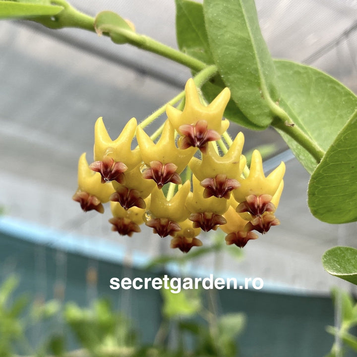 Hoya densifolia