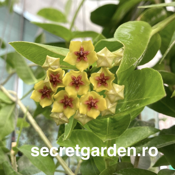 Hoya densifolia