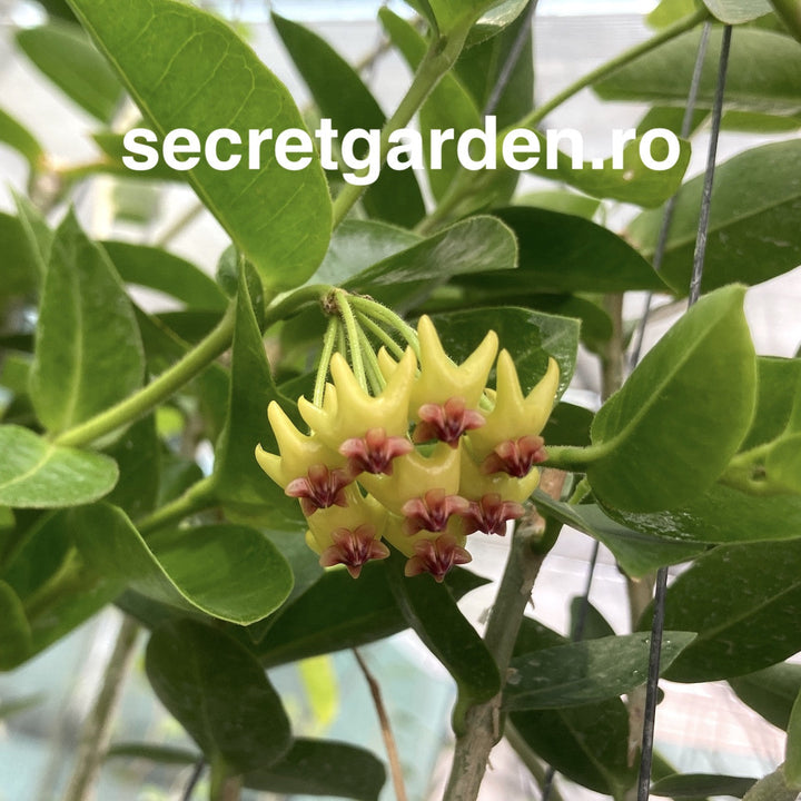 Hoya densifolia