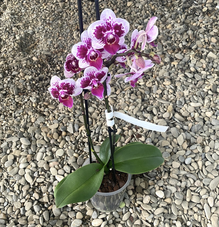 Phalaenopsis HS31S008  multiflora