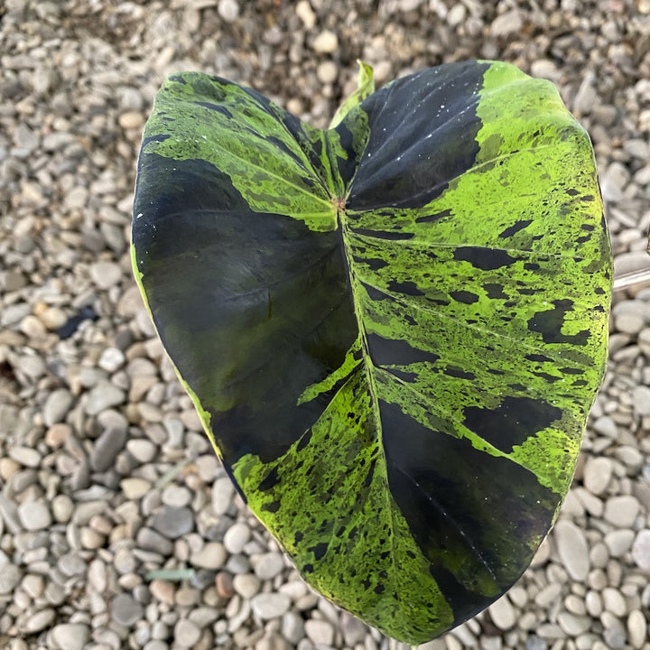 Colocasia esculenta 'Cintho Mojito'