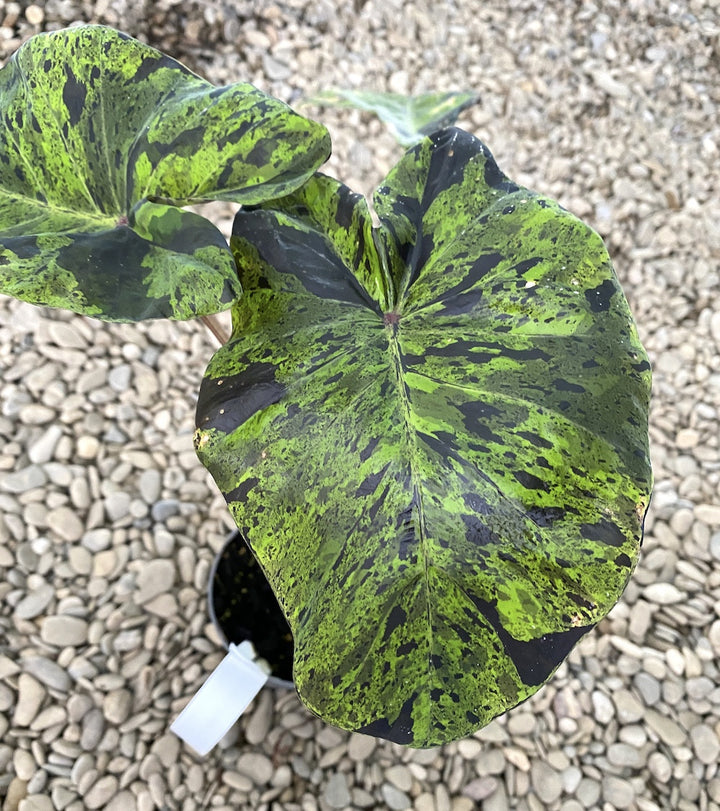 Colocasia esculenta 'Cintho Mojito'