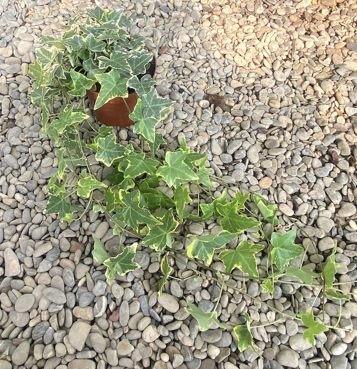 Iedera curgatoare bicolora - Hedera helix, pret atractiv