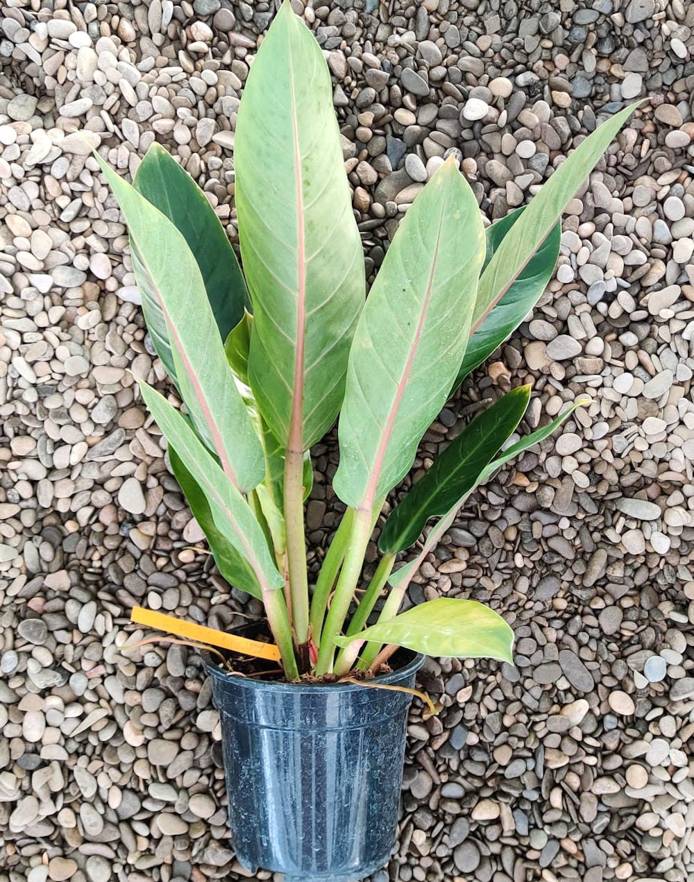 philodendron fatboy yellow Philodendron Fatboy 'Yellow' XL – Secret Garden Plant Shop