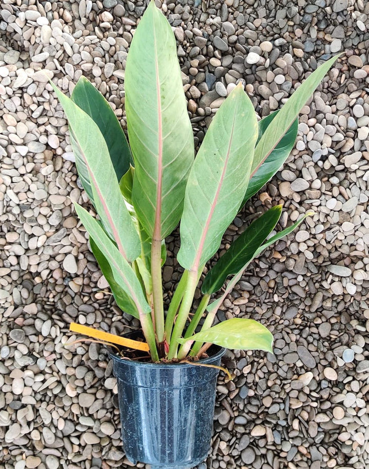 Philodendron Fatboy 'Yellow'